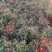 大量春节菊花、元宵菊花