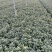 大量春节菊花、元宵菊花