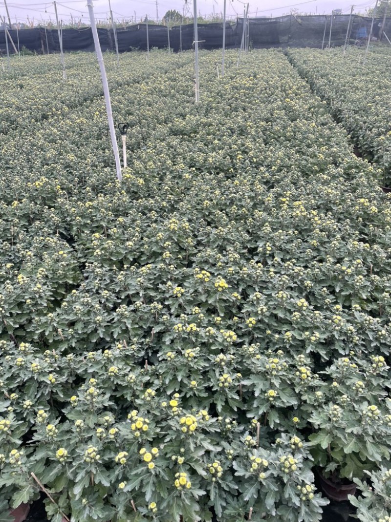 大量春节菊花、元宵菊花