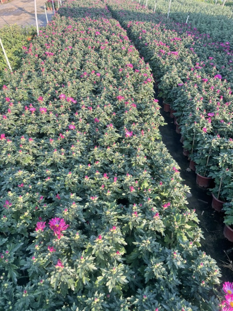 大量春节菊花、元宵菊花