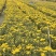 大量春节菊花、元宵菊花