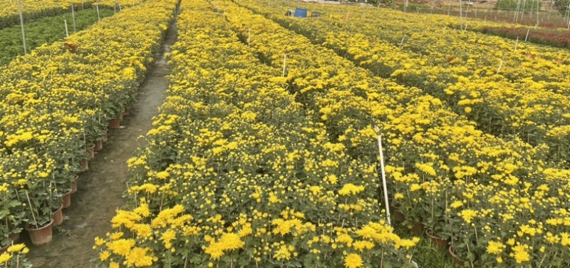 大量春节菊花、元宵菊花