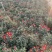 大量春节菊花、元宵菊花