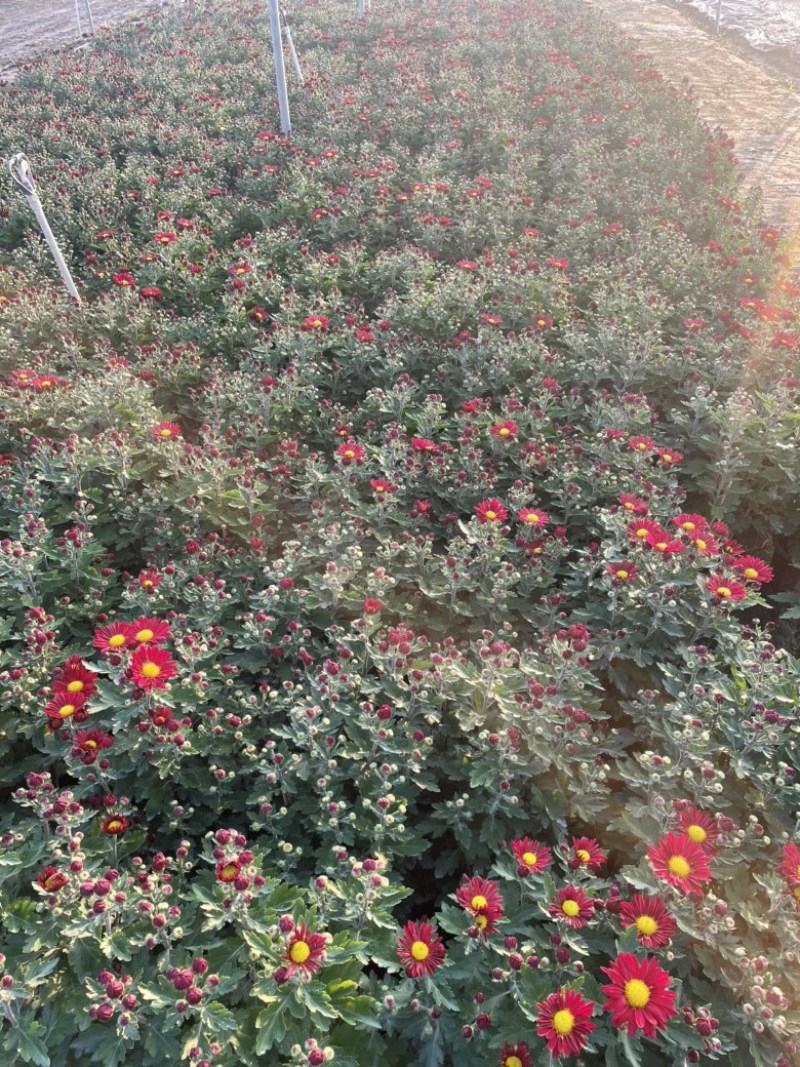 大量春节菊花、元宵菊花