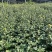 大量春节菊花、元宵菊花