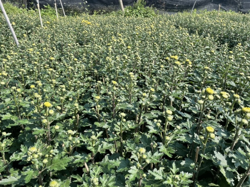 大量春节菊花、元宵菊花