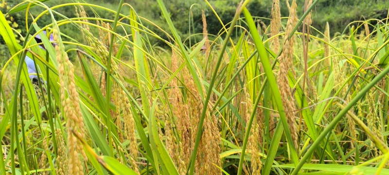 云间香糯