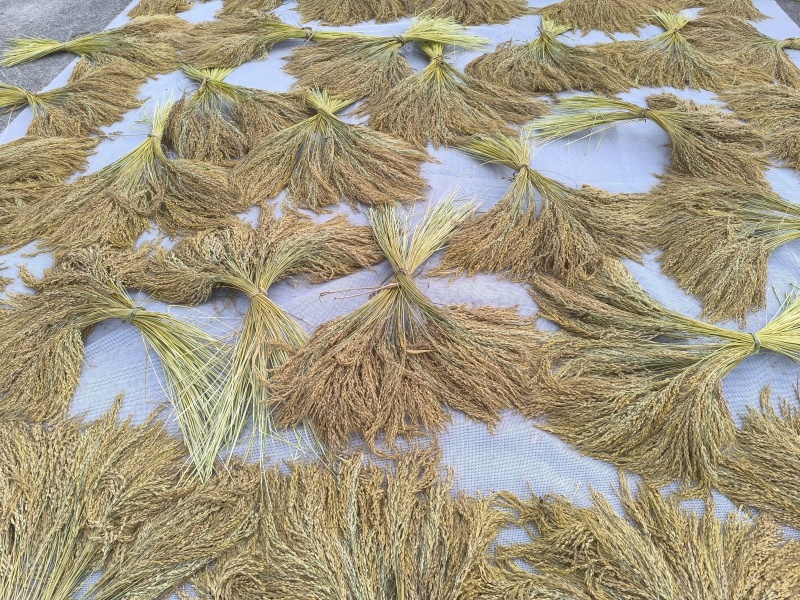 云间香糯