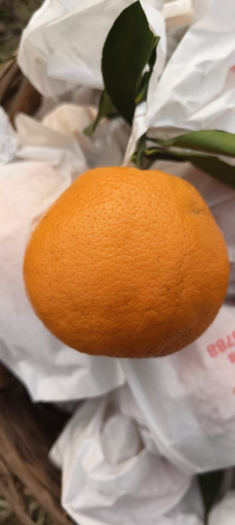 春见耙耙柑