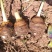 云南高原香芋，产地直供