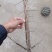 鬼箭羽苗栓翅卫矛枝多羽宽四条羽翅高产要量大价优