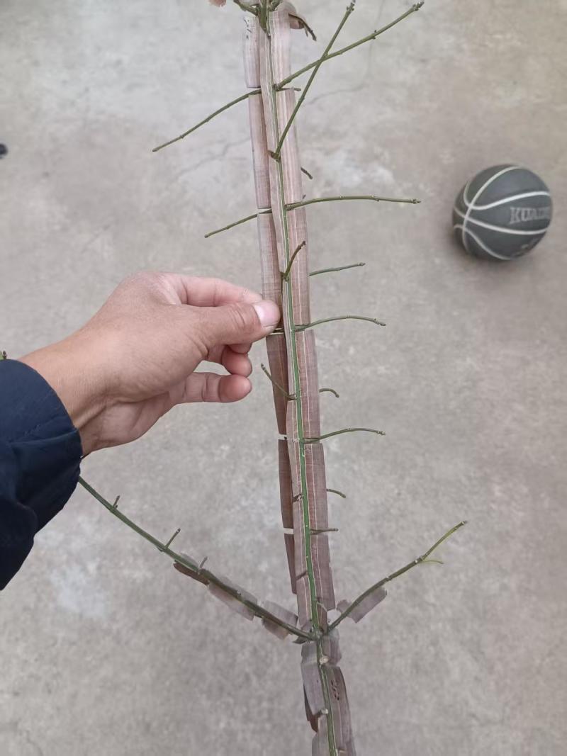 鬼箭羽苗栓翅卫矛枝多羽宽四条羽翅高产要量大价优