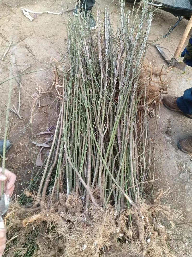 鬼箭羽苗栓翅卫矛枝多羽宽四条羽翅高产要量大价优