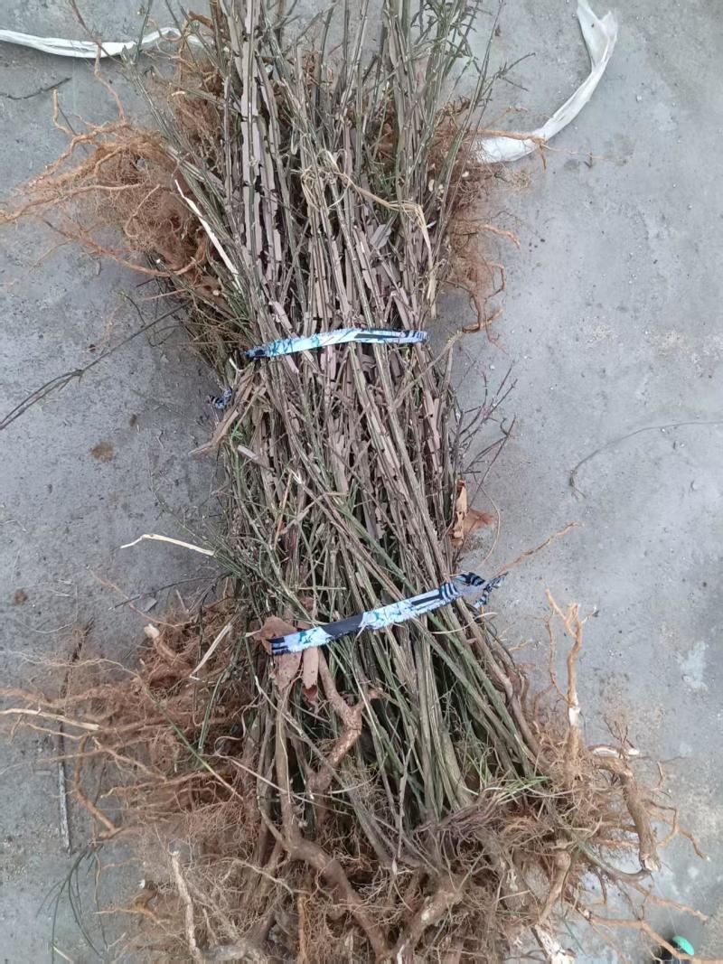 鬼箭羽苗栓翅卫矛枝多羽宽四条羽翅高产要量大价优