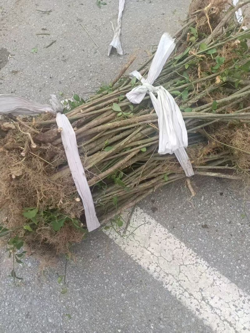鬼箭羽苗栓翅卫矛枝多羽宽四条羽翅高产要量大价优