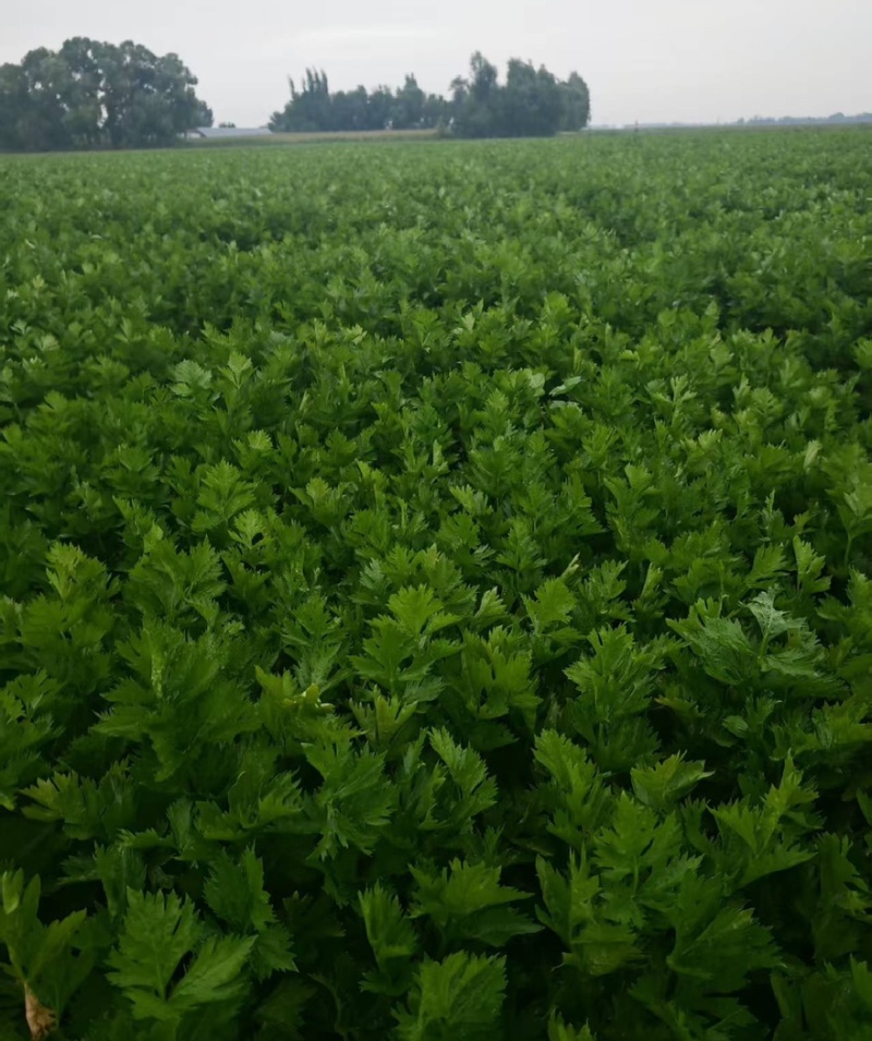 精品皇后芹菜产地一手货源全国发货量大价优欢迎随时联系