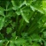 精品皇后芹菜产地一手货源全国发货量大价优欢迎随时联系