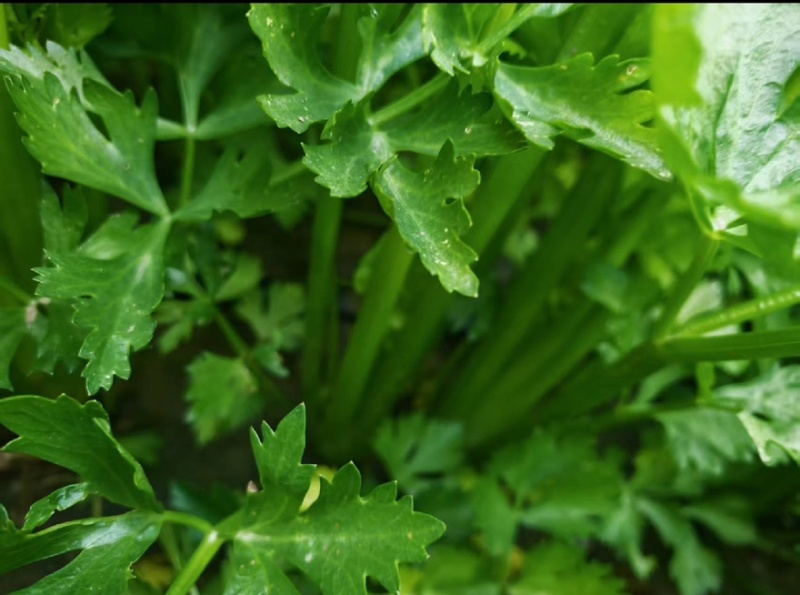 精品皇后芹菜产地一手货源全国发货量大价优欢迎随时联系