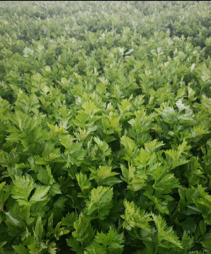 精品皇后芹菜产地一手货源全国发货量大价优欢迎随时联系