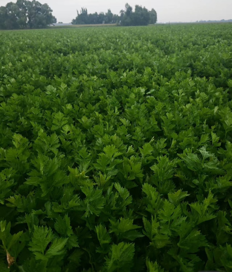 精品皇后芹菜产地一手货源全国发货量大价优欢迎随时联系