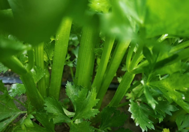 精品皇后芹菜产地一手货源全国发货量大价优欢迎随时联系