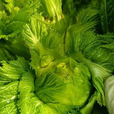 儿菜娃娃菜浙江