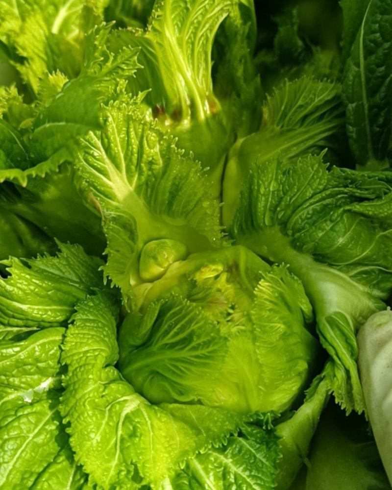 儿菜娃娃菜浙江