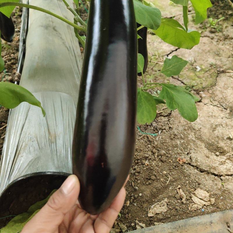 茄子