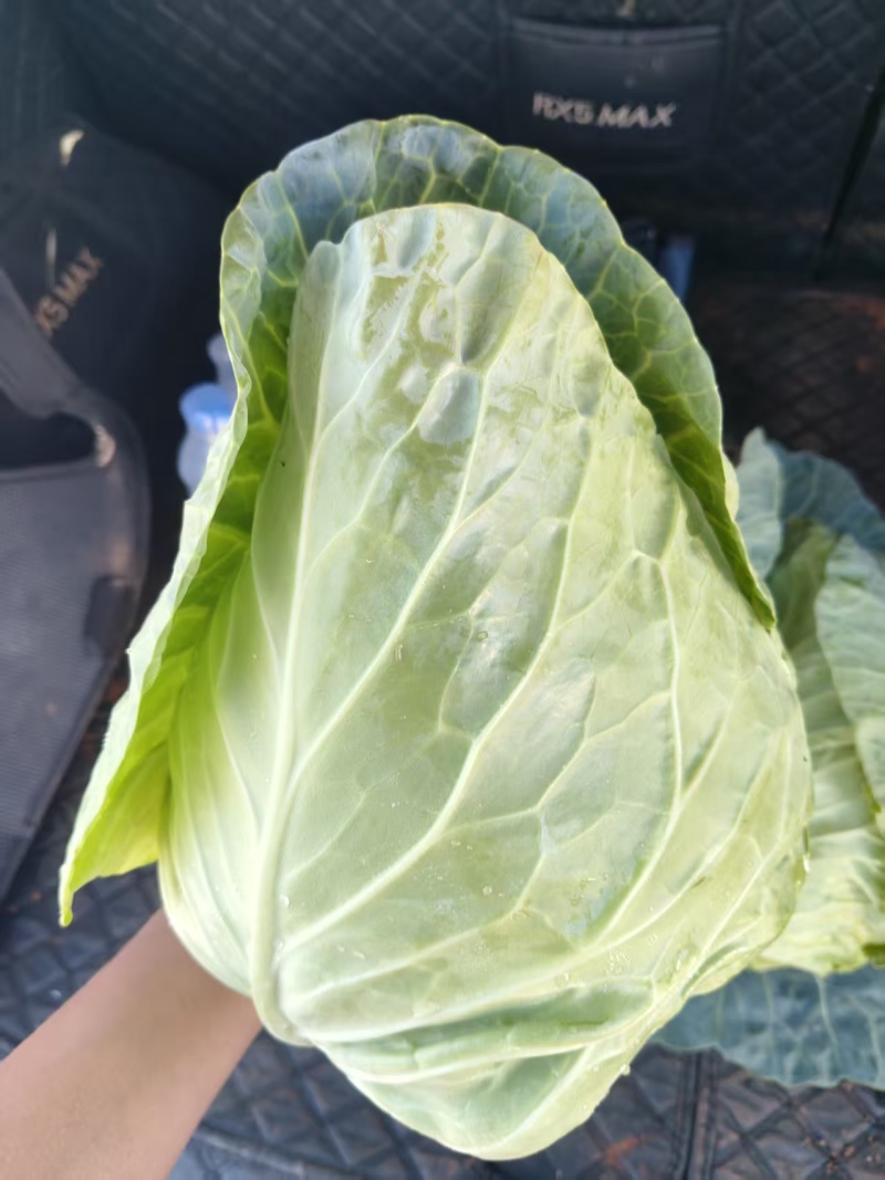 绿甘蓝