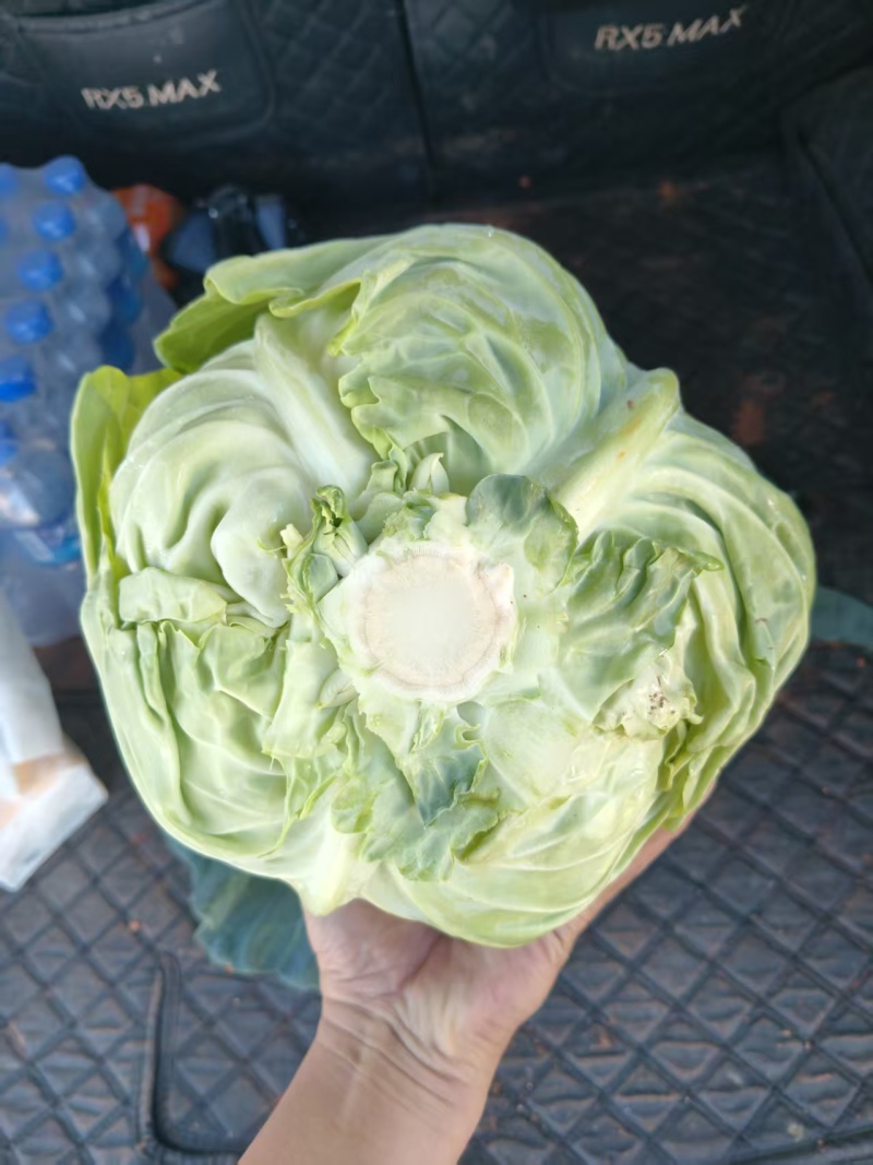 绿甘蓝