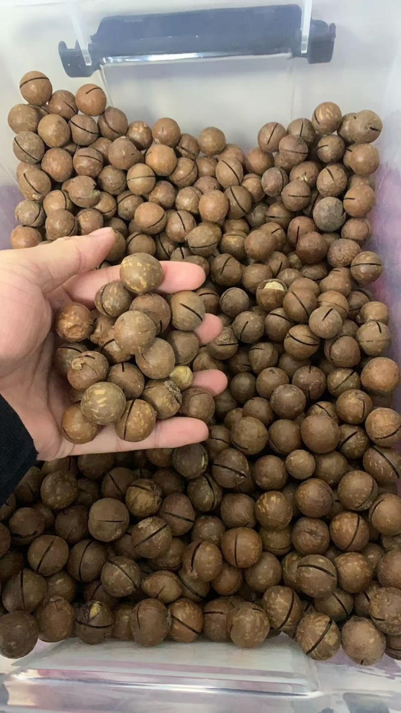 夏威夷果大量现货各平台一件代发