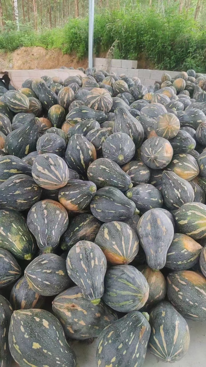 横县香芋南瓜大量上市！物美价廉，欢迎各地老板来采购！！！