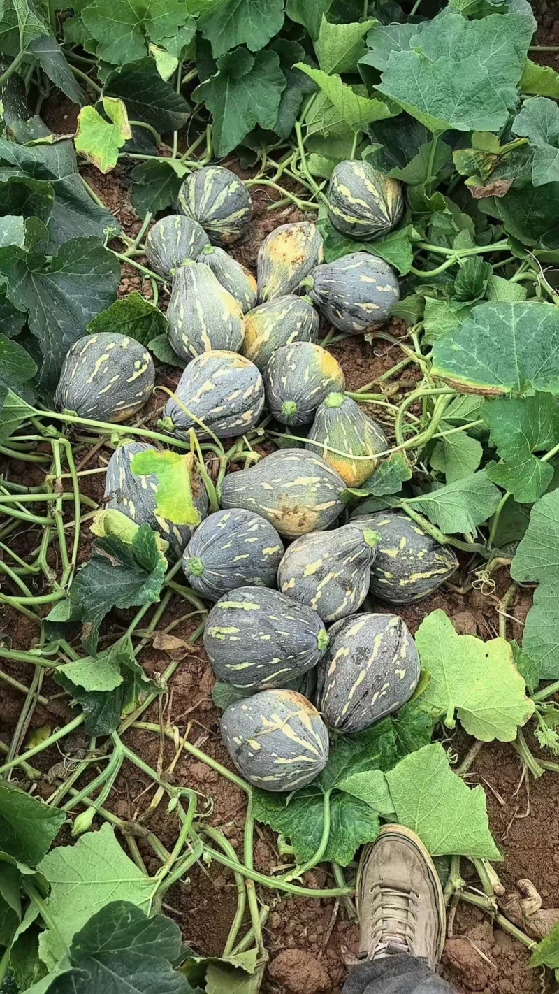 横县香芋南瓜大量上市！物美价廉，欢迎各地老板来采购！！！