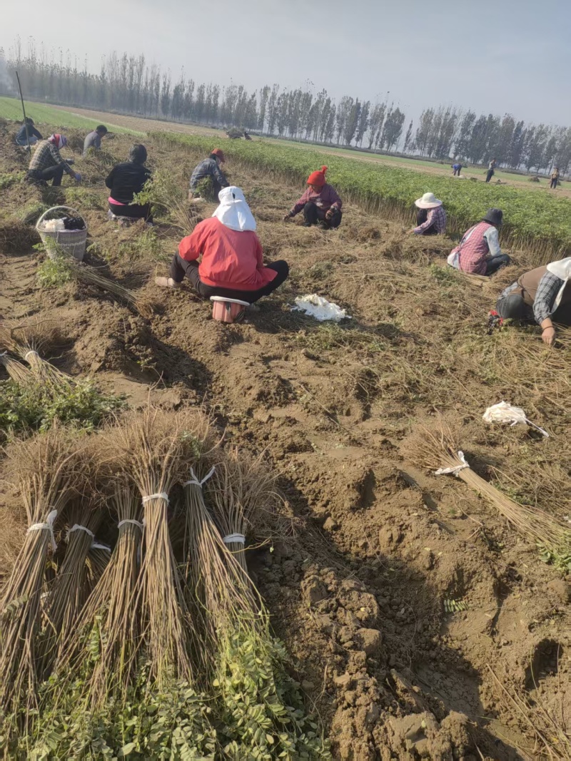 紫穗槐适应性强，耐寒耐旱，适合在荒山、路旁种植，春季播种