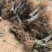 紫穗槐适应性强，耐寒耐旱，适合在荒山、路旁种植，春季播种