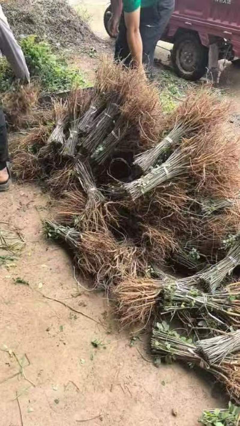 紫穗槐适应性强，耐寒耐旱，适合在荒山、路旁种植，春季播种
