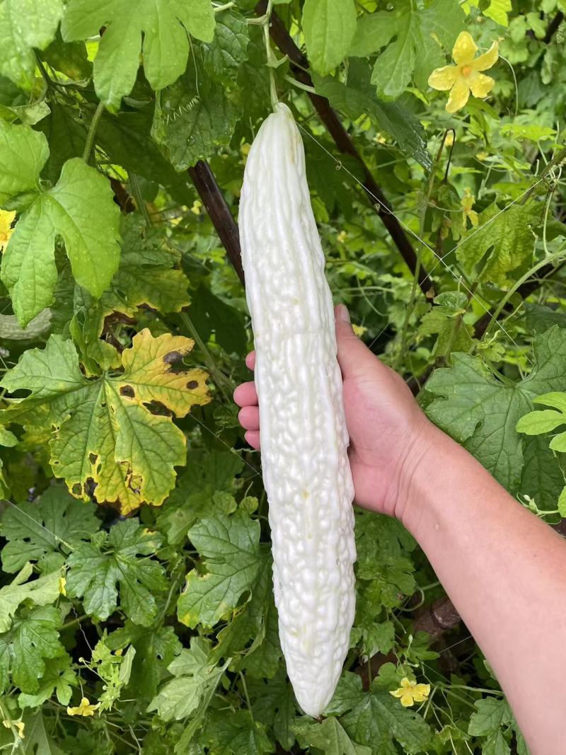 苦瓜种子大白玉306大白苦瓜杂交品种长30-40厘米