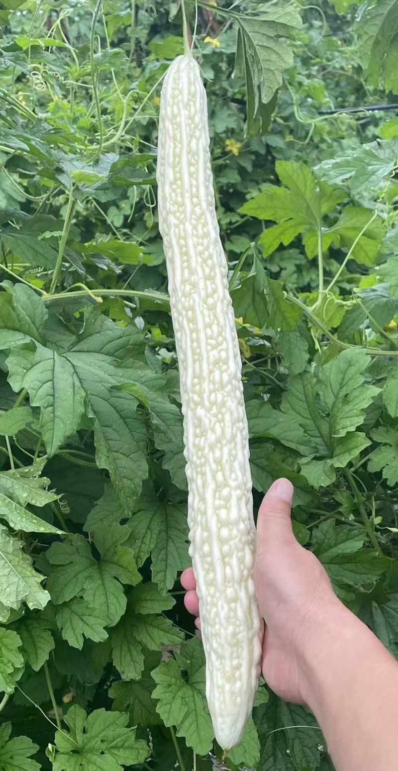 苦瓜种子大白玉306大白苦瓜杂交品种长30-40厘米