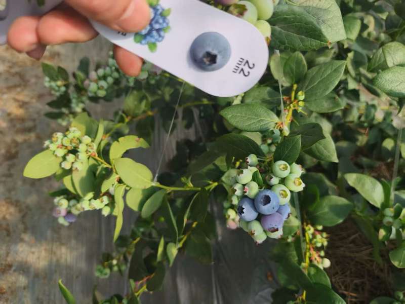 山东莒县优瑞卡蓝莓早熟品种脆甜浓郁品质保证欢迎咨询