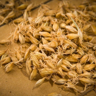 批发中药材生麦芽饱满颗粒无硫大麦芽茶泡水母乳奶炒麦芽