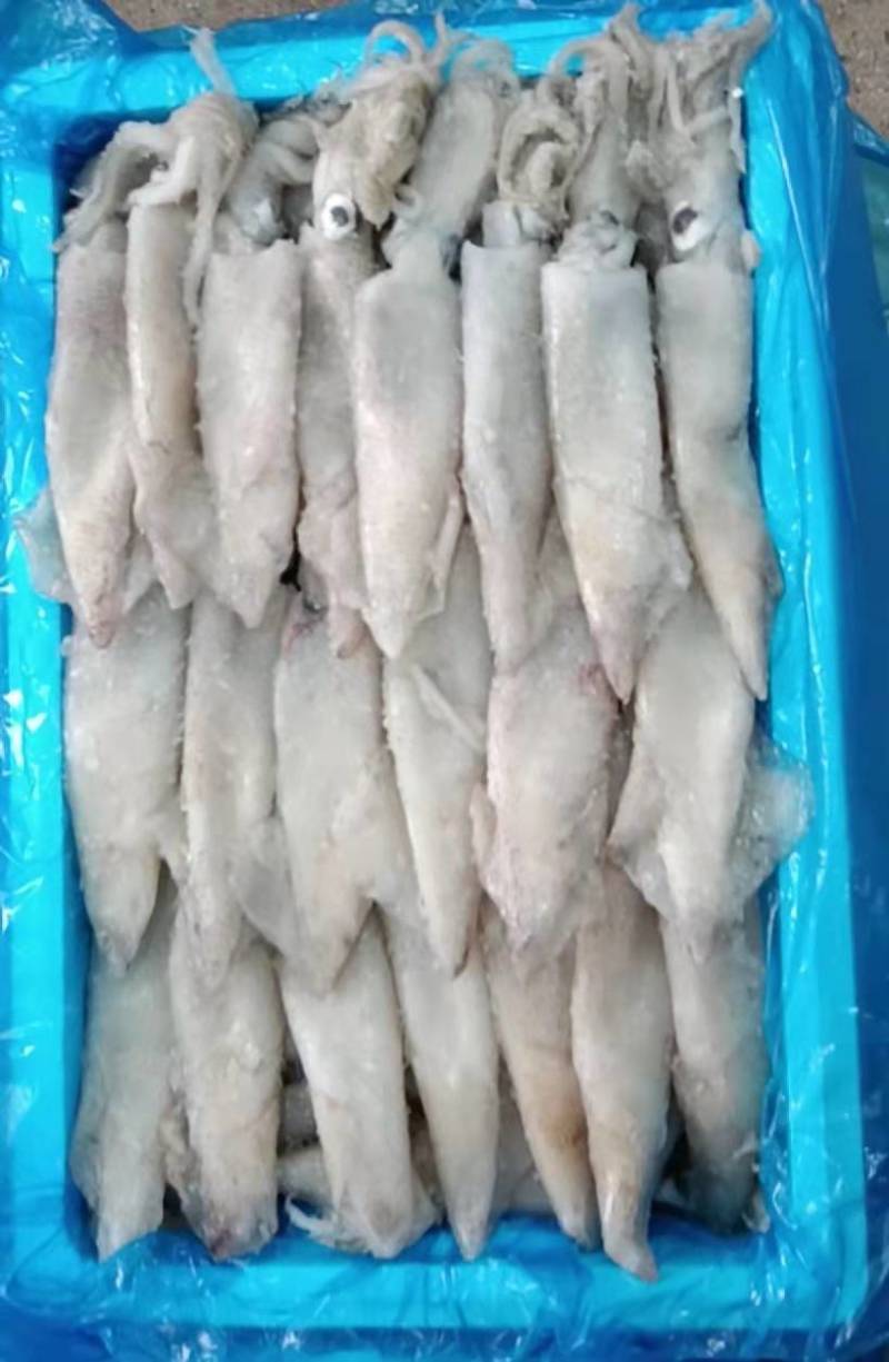 原装笔管鱼笔管鱼母体含量35%