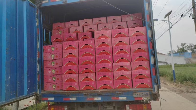 陕西蒲城小糖丸礼品吊瓜已大量上市。本本产地小糖丸吊瓜皮