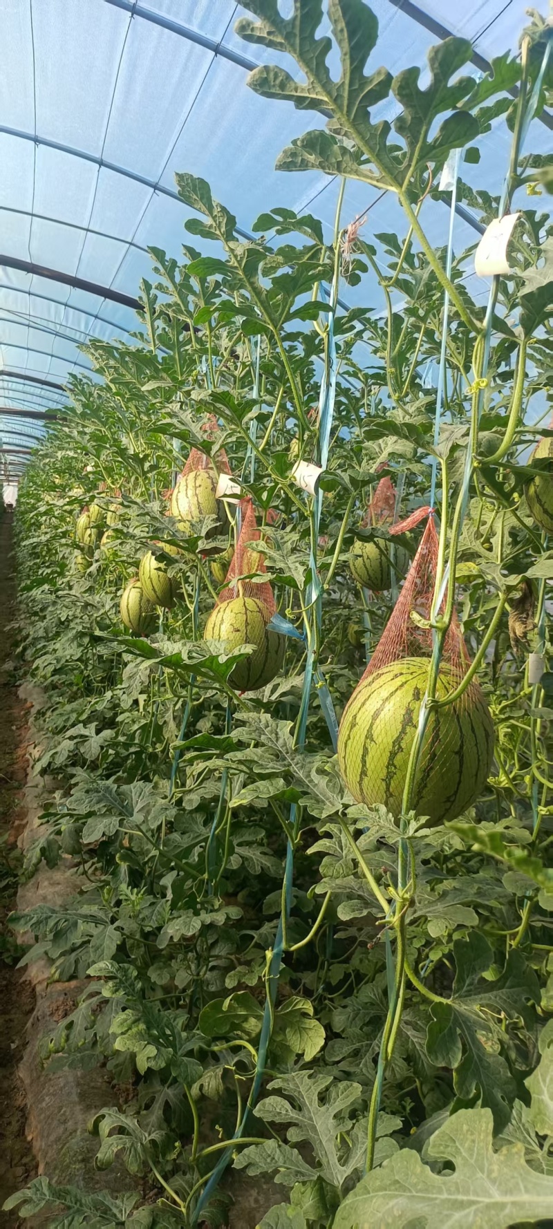 陕西蒲城小糖丸礼品吊瓜已大量上市。本本产地小糖丸吊瓜皮