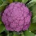 紫花菜