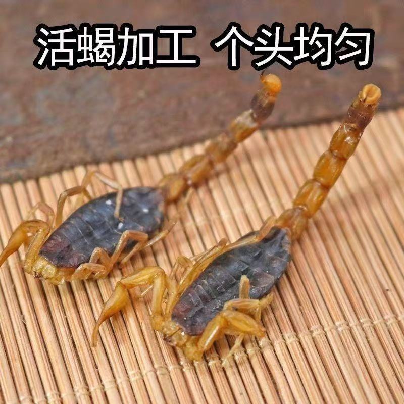 正品全蝎全虫干全蝎干无盐全蝎中药材清水全蝎蝎子干批发零售