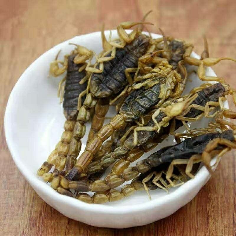 正品全蝎全虫干全蝎干无盐全蝎中药材清水全蝎蝎子干批发零售