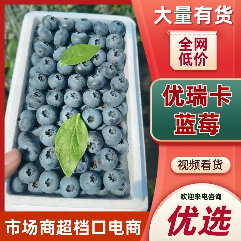 山东莒县优瑞卡蓝莓早熟品种脆甜浓郁品质保证欢迎咨询