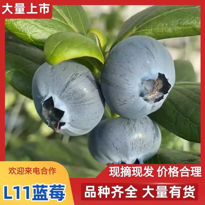 日照莒县L11蓝莓大果甜脆爆汁硬果耐运欢迎实地考察