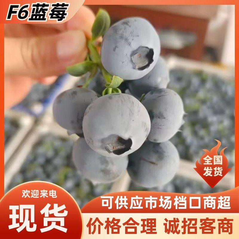 莒县现摘F6蓝莓厚果粉脆甜爆汁一手货源，欢迎来电