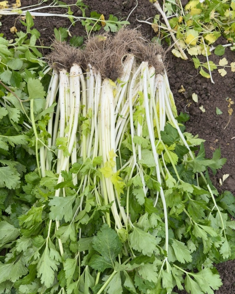 精品小香芹，大棚种植，高度65左右，新鲜现货